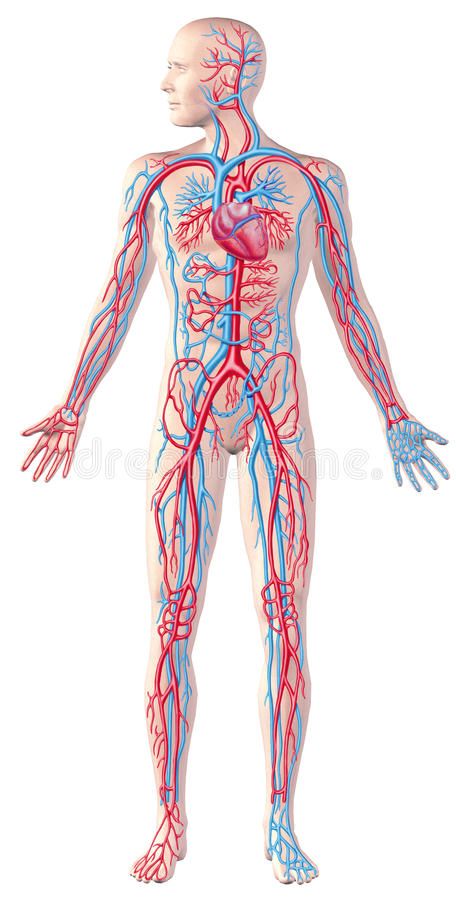 Coronary Circulation, Anatomy Of Human, Human Circulatory System, Multiple Sclerosis Symptoms, Peroxide Uses, Carotid Artery, Poor Circulation, Circulatory System, Cardiovascular System