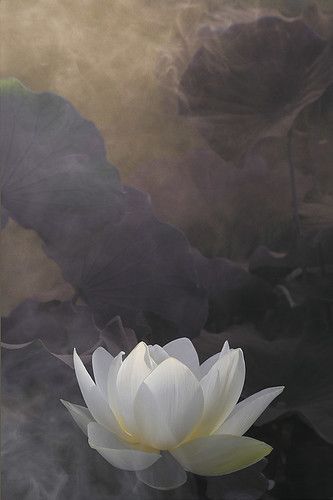 White Lotus Flower Surreal series - DD0A7273-1-1000 | Flickr Lotus Flower Images, Lotus Wallpaper, Blue Sky Wallpaper, Lotus Flower Pictures, White Lotus Flower, Sky Wallpaper, White Lotus, Watercolor Art Lessons, Wallpapers Images