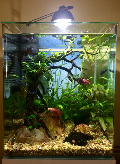 My Aquarium 😊 Fish Tank Aquascape, Koi Betta Fish Tank, Betta Fish Tank Plants, Female Betta Tank, Betta Sorority Tank Ideas, Fish Tank Ideas Betta, Female Betta Fish Sorority, Small Fish Tank Ideas Bedrooms, Betta Sorority Tanks