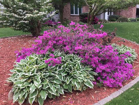 Azaleas and variegated hostas Rhododendron Landscaping, Flower Bed Plants, Flower Variety, Outdoor Landscape Design, Side Yard Landscaping, Small Front Yard Landscaping, Small Front Yard, House Landscaping, Front House