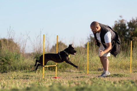 Dog trainer teaching dog to run though o... | Free Photo #Freepik #freephoto #dog-trainer #dog-training #man-dog #pet Dog Training Photography, Dog Trainer Photoshoot, Dog Trainer Aesthetic, Training Photoshoot, Training Aesthetic, Dog Best Friend, Dog Brain, Dog Training Techniques, Best Dog Training