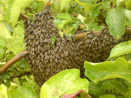 I want to capture a swarm! Bee Keeping For Beginners, How To Keep Bees, Drone Bee, Beekeeping For Beginners, Worker Bee, Bee Swarm, Bee Farm, Bee Keeper, Honey Bees