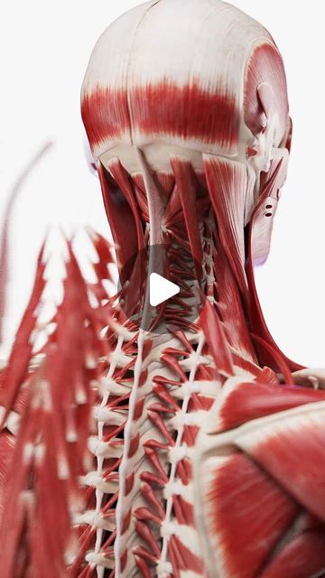 SciePro on Instagram: "Explore the neck's muscular architecture like never before 🚀💪.   Our latest model offers an exploded view of all the neck muscles, providing an unparalleled perspective on this vital anatomical area.   Perfect for medical students, physiotherapists, and fitness experts, this visualization separates each muscle, detailing their roles and connections. Enhance your understanding of neck function and biomechanics.   License this innovative tool for your educational content or clinical practice today.   #NeckMuscles #AnatomicalExploration #3DModeling #MedicalEducation #SciePro #physio #muscles #backpain #neck #anatomy #science #med #meded #medicalstudent #chiropractic #3d #cgi #vray"