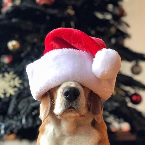 Beagle Christmas, Dog Parents, Cozy Christmas, Follow Us, Parenting, Christmas, On Instagram, Quick Saves, Instagram