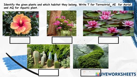 Plant Worksheet, Aerial Plants, Identify Plants, Plants Worksheets, Identify Plant, Aquatic Plant, Plant Science, Parts Of A Plant, Wild Plants