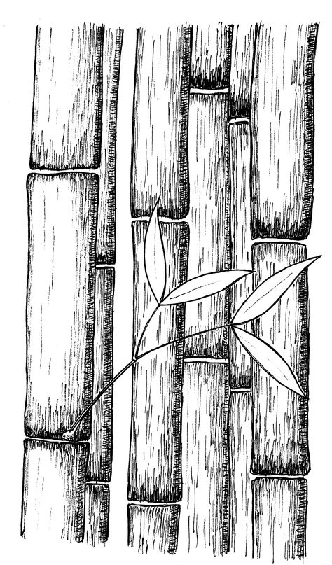 Bamboo  by Rob Stevenson Bamboo Pencil Drawing, Bamboo Line Art, Bamboo Drawing Sketch, Bamboo Drawing Simple, Bamboo Tree Drawing, Bamboo Sketch, Drawing Bamboo, Bamboo Drawing, Texture Sketch