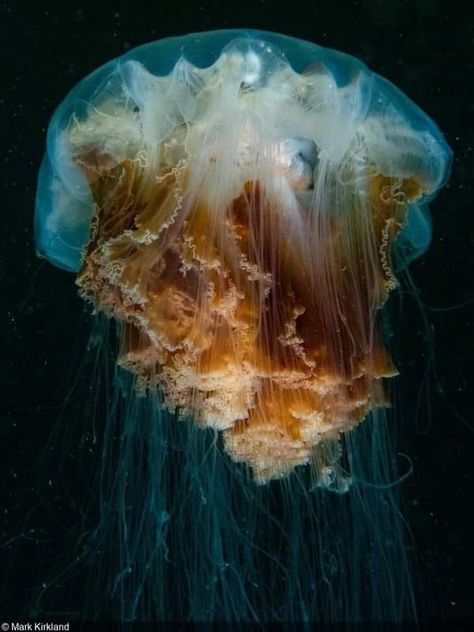 Lions Mane Jelly Fish, Lions Main Jellyfish, Lions Mane Jelly, Lion Main, Space Jellyfish, Giant Jellyfish, Drawing Jellyfish, Lion's Mane Jellyfish, Jellyfish Photography