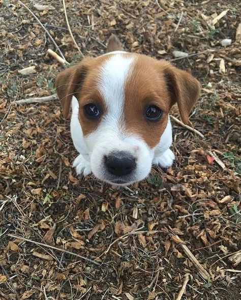 Chien Jack Russel, Jack Terrier, Jack Russell Terrier Puppies, Jack Russell Puppies, Jack Russell Dogs, Jack Russells, Jack Russel, Baby Puppies, Russell Terrier