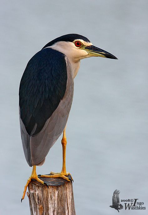 Black-crowned Night Heron (Nycticorax nycticorax) In Europe, night heron is often used to refer to the black-crowned night heron, since it is the only member of the genus in that continent. Black Crowned Night Heron, Loon Tattoo, Europe Night, Heron Photo, 4 Drawing, Night Heron, Big Birds, Bird Carving, Black Crown