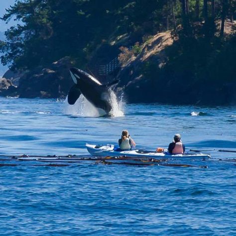 Kayaking With Orcas, Whale Watching Aesthetic, Orca Watching, Alaskan Honeymoon, Orca Island, Tiny Boat, Koh Samui Beach, Pacific Northwest Travel, Washington State Travel