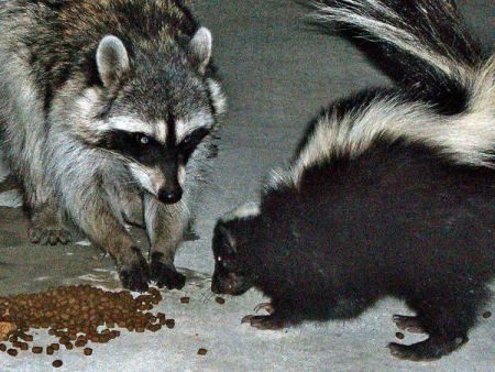 Noises In The Crawl Space? Why You Shouldn't Ignore It. - New Leaf Pest Control | Portland Oregon Pest Control| Vancouver Washington Pest Co... Wild Animals Attack, Baby Raccoon, Animal Attack, Forest Photos, Raccoon Funny, Cute Raccoon, Cat Door, Trash Panda, Animal Control