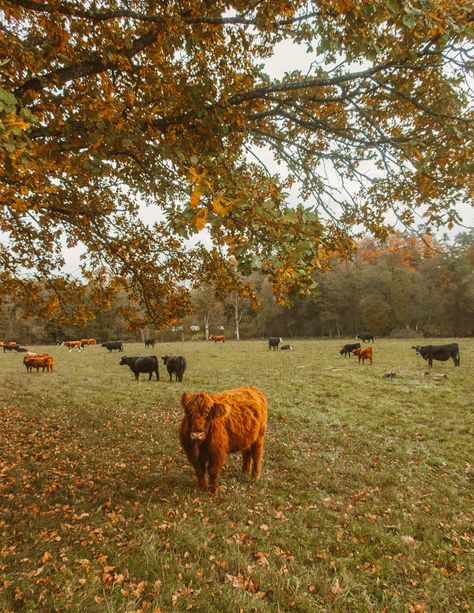 Herbst Bucket List, Old Windmills, Unique Trees, Fall Inspo, Autumn Cozy, Autumn Aesthetic, Fall Wallpaper, Samhain, Cozy Fall