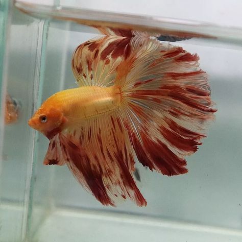 Live Tropical Betta Fish (Thailand) -- Vanda Halfmoon Male | eBay Betta Fish Aesthetic, Pretty Fish, Dead Fish, Betta Fish Tank, Terrarium Ideas, Halfmoon Betta, Live Fish, Pet Fish, Beautiful Betta Fish