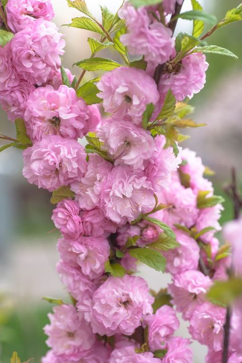 Flowering Almond Tree, Flowering Almond, Garden Notes, Pink Flowering Trees, Almond Flower, Bushes And Shrubs, Diy Garden Fountains, Almond Tree, Planting Ideas