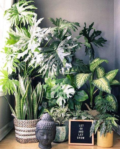 Tanaman Indoor, نباتات منزلية, Diy Plant Stand, Decoration Plante, Plant Decor Indoor, Interior Plants, House Plants Decor, House Plants Indoor, Diy Plants