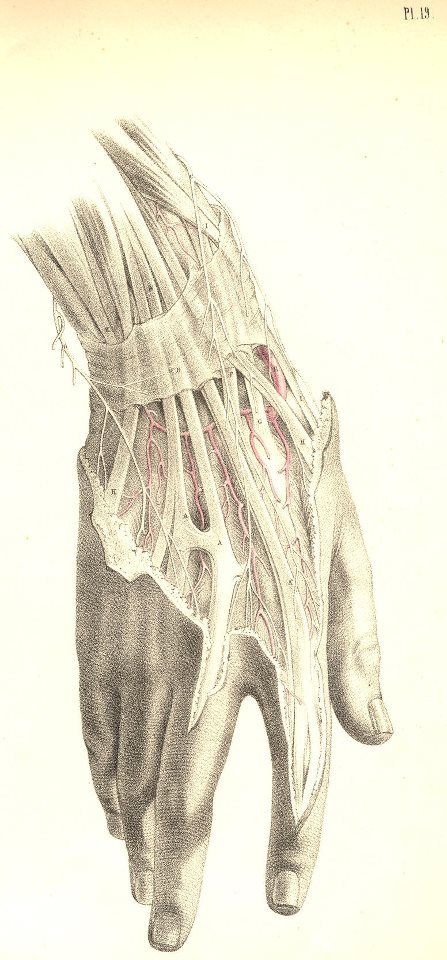 Andreas Vesalius, Medical Drawings, Hand Anatomy, Human Anatomy Art, Anatomy Sketches, Medical Anatomy, Drawing Faces, Vintage Medical, Medical Art