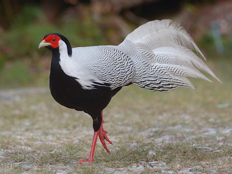 Lady Amherst Pheasant, Female Pheasant, Malayan Peacock Pheasant, Bulwer's Pheasant, Silver Pheasant, Common Pheasant, Ring Necked Pheasant, Golden Pheasant, Bird Hunting