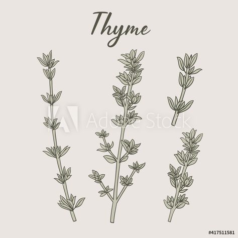 Thyme Sprig Tattoo, Thyme Drawing, Thyme Illustration, Herbs Drawing, Herb Tattoo, Thyme Herb, Lavender Tattoo, Cocktail Illustration, Etsy Prints