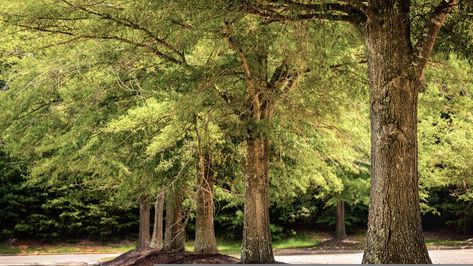 Willow Oak: A Handsome Southerner Willow Oak Tree, Louisiana Landscape, Tree Leaf Identification, Red Oak Tree, Leaf Identification, Willow Oak, Outside Lands, Arbor Day, Sweet Gum