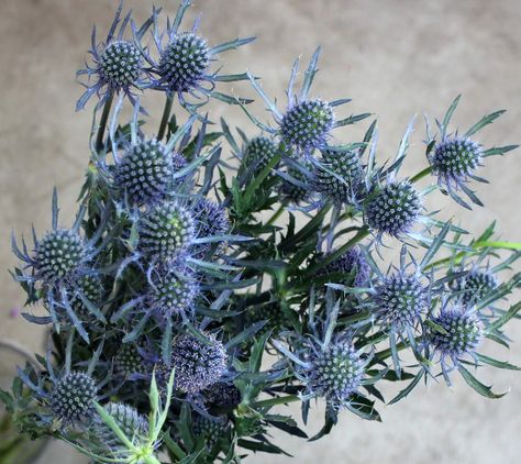 Thistle Blue, Thistle Bouquet, Blue Thistle, Fresh Wedding Flowers, Thistle Flower, Real Christmas Tree, Blue Wedding Flowers, Flower Blue, Unique Flowers