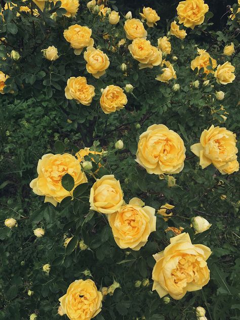 Aesthetic Yellow Roses, Yellow Roses Aesthetic Wallpaper, Yellow Roses Bouquet Aesthetic, Yellow Roses Aesthetic, Yellow Rose Wallpaper, Yellow Flower Aesthetic, Yellow Roses Wallpaper, Flowers Yellow Roses, Rose Aesthetics