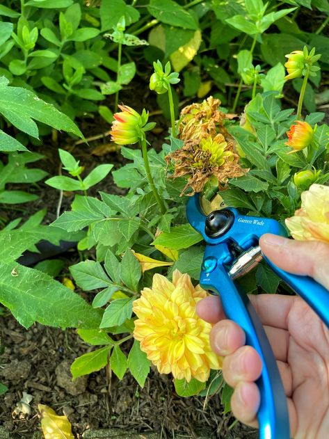 Growing a garden but not sure when and how to start deadheading flowers? Here are some deadheading basics for beginners. #deadheadingflowers #deadheadingdahlias #deadheadingmarigolds #deadheadingroses #howtodeadheadroses #howtodeadheadflowers #howtodeadheadgeraniums #gardeningtips #gardeningforbeginners #gardening #gardeninghacks #howtodeadheaddahlias #gardenideas #gardenprojects #gardeninspiration #cottagegarden How To Deadhead Flowers, Deadheading Flowers, Deadheading Roses, Flowers To Grow, Deadheading, Early Spring Flowers, Easy Care Plants, Garden Images, Healthy Garden