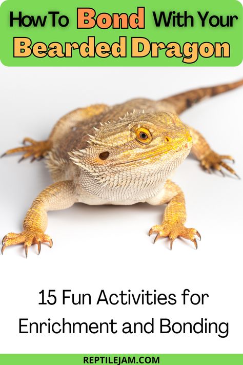 Bonding with your pet Bearded Dragon can be easy and fun! Let's look at 15 activities that not only provide enrichment for your beardie, but promote bonding as well. #beardeddragon #reptiles #exoticpets #beardie Diy Vivarium Bearded Dragon, Boho Bearded Dragon Cage, Bearded Dragon Habitat Setup, Bearded Dragon Meal Prep, Bearded Dragon Playground, Bearded Dragon Classroom Pet, Plants For Bearded Dragon Enclosure, Beginner Reptiles Pets, Bearded Dragon Sling Diy