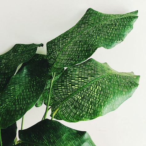 Calatea Calathea Musaica, Plant Friends, Lucky Plant, Plant Goals, Plants Are Friends, 100 Followers, Pretty Plants, Plant Mom, Plant Lady