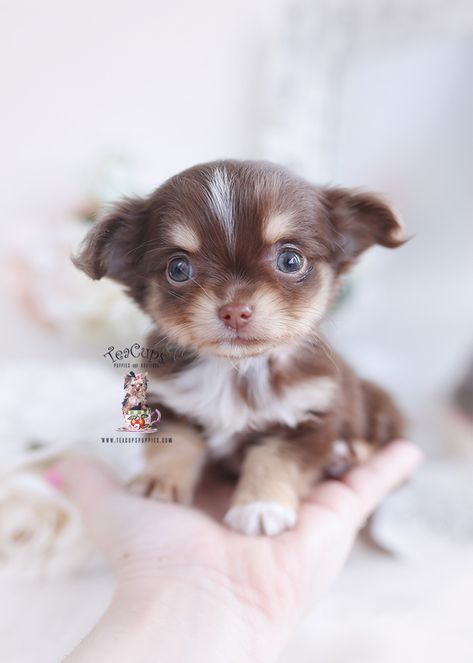 Chocolate Shih Tzu For Sale | Teacup Puppies & Boutique Chihuahua Mix Dogs, Chocolate Shih Tzu, Long Haired Chihuahua Puppies, Chihuahua Mix Puppies, Shih Tzu For Sale, Toy Chihuahua, Psy Chihuahua, Micro Teacup Puppies, Teacup Chihuahua Puppies