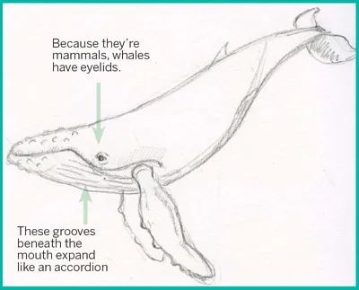 Wales Drawing, Humpback Whale Drawing, Humpback Whale Painting, Whale Photography, Humpback Whale Tattoo, Humpback Whale Art, Whale Carving, Whale Sketch, Whale Clipart