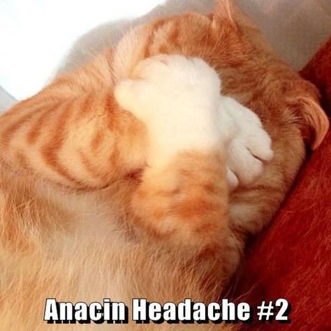 Anacin Headache #2 Gatos Cool, Morning Cat, Söt Katt, Orange Cats, Haiwan Peliharaan, Ginger Cats, Cats Meow, Beautiful Cats, 귀여운 동물