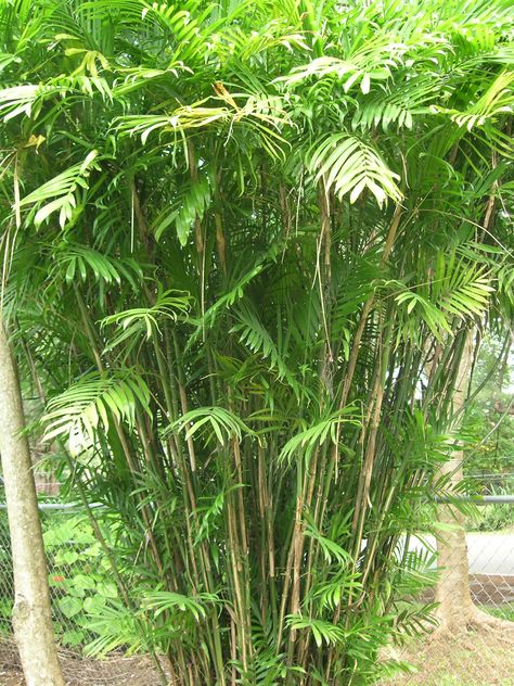 Chamaedorea seifrizii (Bamboo Palm) Dehumidifier Plants, Chamaedorea Seifrizii, Green Kingdom, Palm Plants, Palm Tree Pictures, Bamboo Palm, Tree Pictures, Tropical Garden Design, Palm Plant