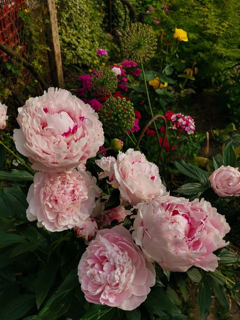 Pink peony Sarah Bernhardt Pink Peonies Aesthetic, Flower Aestethic, Sarah Bernhardt Peony, Peony Sarah Bernhardt, Petal Gown, Peony Bush, Sarah Bernhardt, Planting Peonies, Peonies Garden