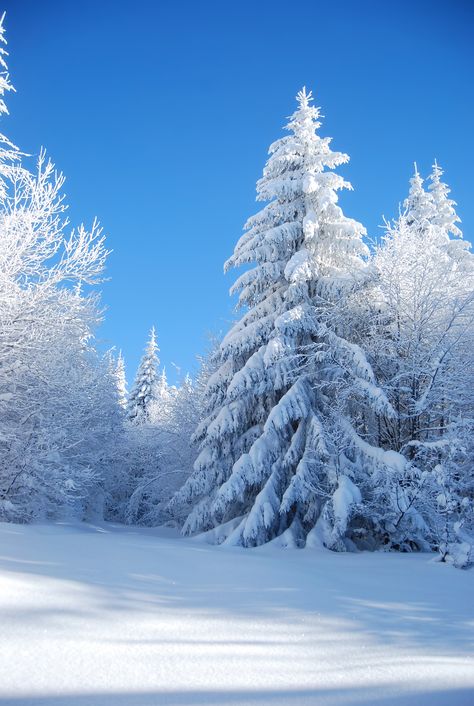 Winters Tafereel, Winter Landscape Photography, Forest Backdrop, Winter Backdrops, Forest Backdrops, Snow Forest, Winter Schnee, Snow Photography, Snow Covered Trees