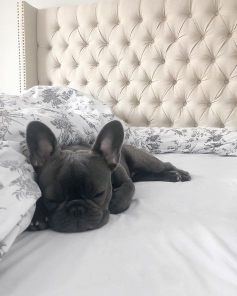 Grey French Bulldog, Big Dogs Breeds, Biggest Dog In The World, Biggest Dog, Dog Mommy, Francia Bulldog, Super Cute Puppies, Dogs Breeds, Frenchie Bulldog