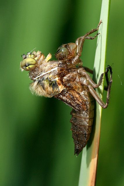 (Re)Birthday (dragonfly crawling out of the larva skin) | Flickr Birthday Dragonfly, Dragonfly Larvae, Damselflies, Freezing Weather, Cool Bugs, My Wish List, Stag Beetle, Dragonfly Art, Mission Accomplished