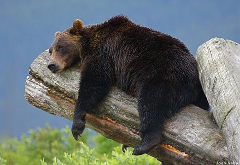 Grizzly bear, Alaska -- "Hard work eatin' all those berries!!...after chasing all those salmon". Hang In There, Bear Pictures, Love Bear, World Photo, Photo Of The Day, Appaloosa, Grizzly Bear, Quarter Horse, Black Bear