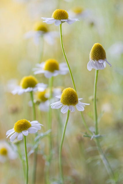 . Chamomile Flowers, The Grass, Beautiful Blooms, Delicate Flower, Flowers Nature, Flower Photos, Love Flowers, Flowers Photography, Pretty Flowers