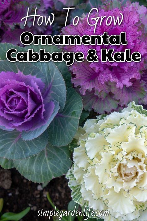 Fall Cabbage Planter, Cabbage And Kale, Flowering Kale, Kale Plant, Fall Displays, Fall Pots, Cabbage Flowers, Cabbage Plant, Ornamental Kale