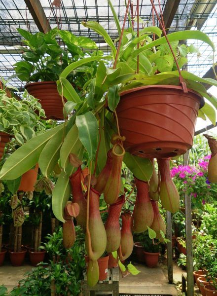 Nepenthes ventrata | Pitcher plant care & info! | Houseplant Central Pitcher Plant Care, Insectivorous Plant, Types Of Houseplants, Snake Plant Care, Plante Carnivore, Plant Care Houseplant, Indoor Plant Care, Pitcher Plant, The Greenhouse