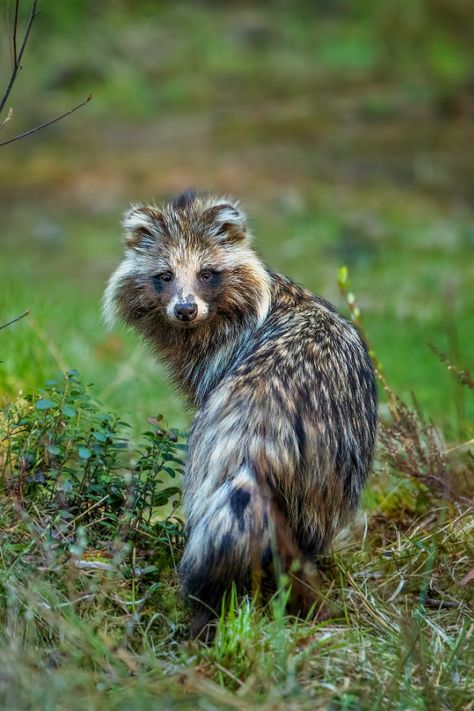 Raccoon Dog (Nyctereutes procyonoides) / Chien viverrin / Image by Kai Rösler from fotocommunity.de Raccoon Dog, Reptiles, Mood Board, Dogs, Animals