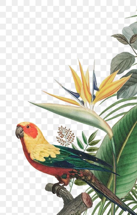 Birds Background, Tropical Botanical, Tropical Bird, Vintage Bird, Bird Collage, Tropical Prints, Coreldraw Design, Jungle Flowers, Tropical Animals