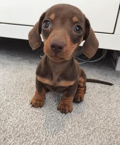 Wiener Dog Puppies, Sausage Dog Puppy, Daschund Puppies, Dachshund Funny, Dachshund Puppies For Sale, Dachshund Puppy Miniature, Very Cute Dogs, Animale Rare, Miniature Dachshund