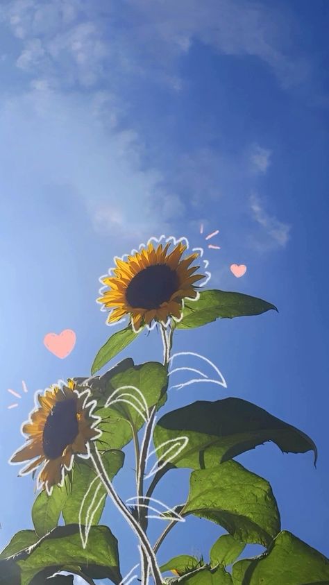 Aesthetic Background For Products, Sunflower Asthetic Picture Wallpaper, Sunflower Asthetic Picture, Yellow Sunflower Wallpaper Aesthetic, Sunflower Aesthetic Wallpaper Iphone, Aesthetic Wallpaper Sunflower, Sun Flowers Aesthetic, Girasoles Aesthetic, Sunflower Wallpaper Aesthetic