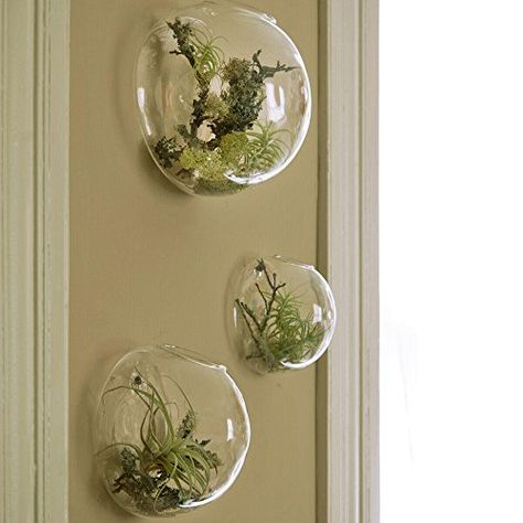 Draw Plants, Sunroom Living Room, Wall Terrarium, Glass Wall Vase, Airplant Wall, Plant Drawings, Zamioculcas Zamiifolia, Epipremnum Aureum, Wall Mounted Planters