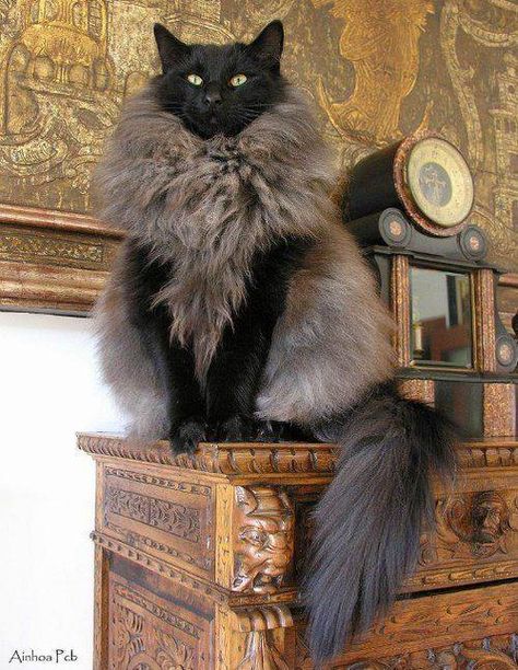 Black Smoke Norwegian Forest Cat Forest Cat, Norwegian Forest Cat, A Black Cat, Cat Pictures, Lv Bags, Funny Animal Pictures, Pretty Cats, Maine Coon, Beautiful Cats