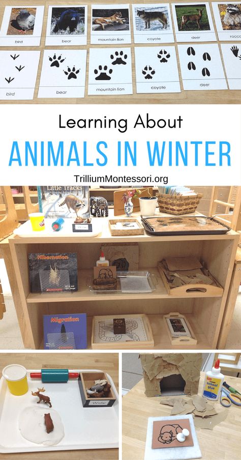 Hibernation Preschool Activities, Winter Animals Preschool, Hibernation Preschool, Hibernation Activities, Thema Winter Im Kindergarten, Arctic Animals Preschool, Learning About Animals, Winter Animal Crafts, Animals In Winter