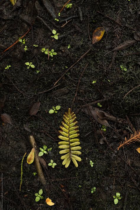 Earth Soil Aesthetic, Earth Element Photography, Old Growth Forest Aesthetic, Forest Floor Aesthetic, Earth Aesthetic Element, Firbolg Aesthetic, Earth Asethic, Soil Aesthetic, Forest Punk Aesthetic