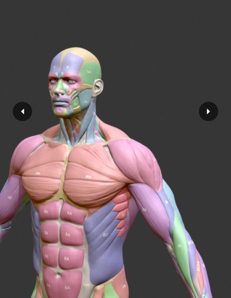 Muscle Chart, Human Anatomy Chart, Anatomy Learning, Human Anatomy For Artists, 3d Anatomy, Anatomy Models, Muscle Anatomy, Anatomy For Artists, Anatomy Study