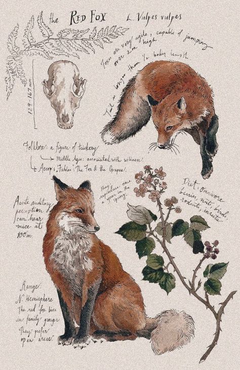 Cottagecore Posters, Cottagecore Prints, Grunge Posters, Fox Poster, Fox Drawing, Nature Sketch, Nature Drawing, Arte Inspo, Fox Art